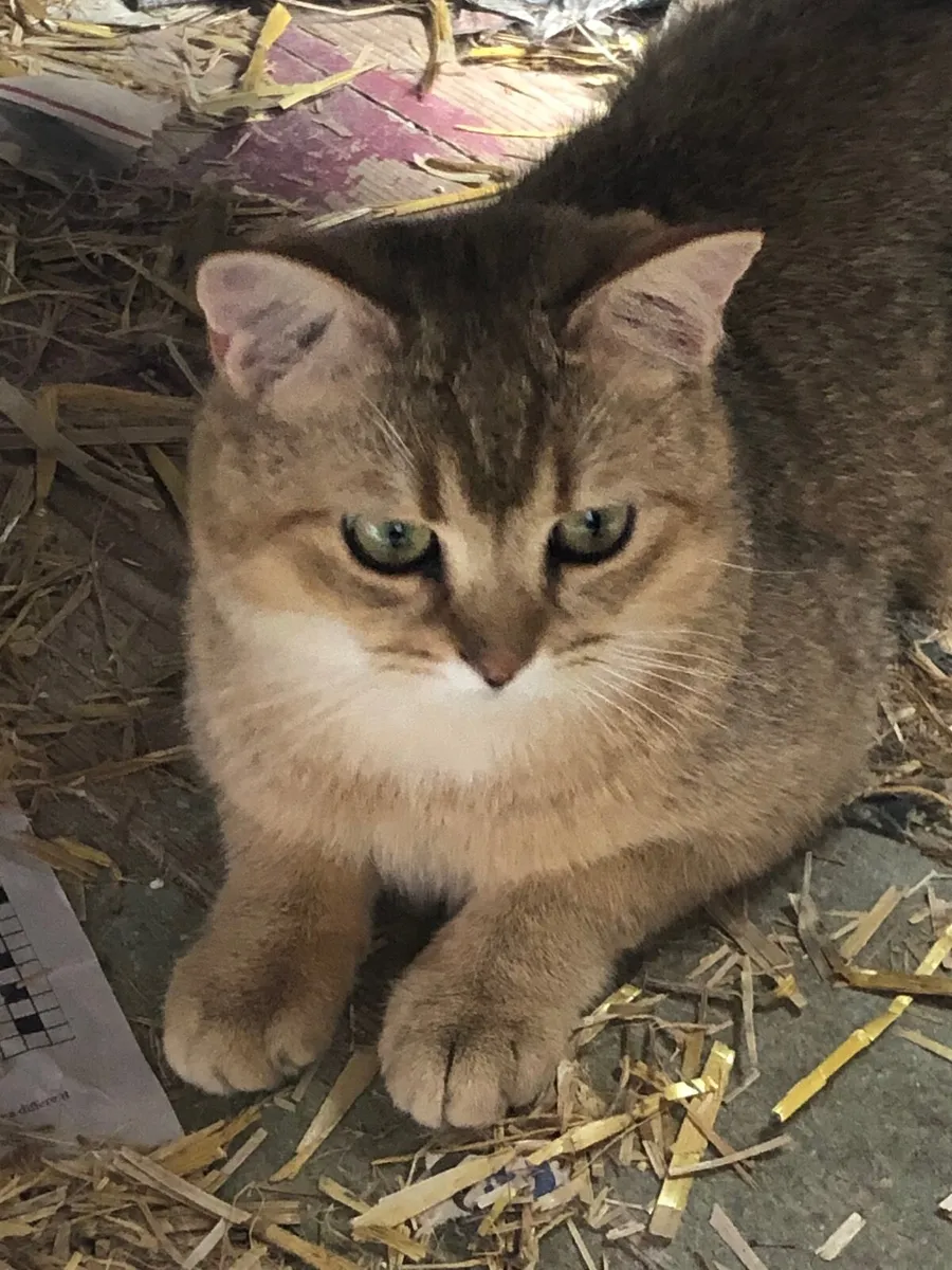 Cat - Image 2