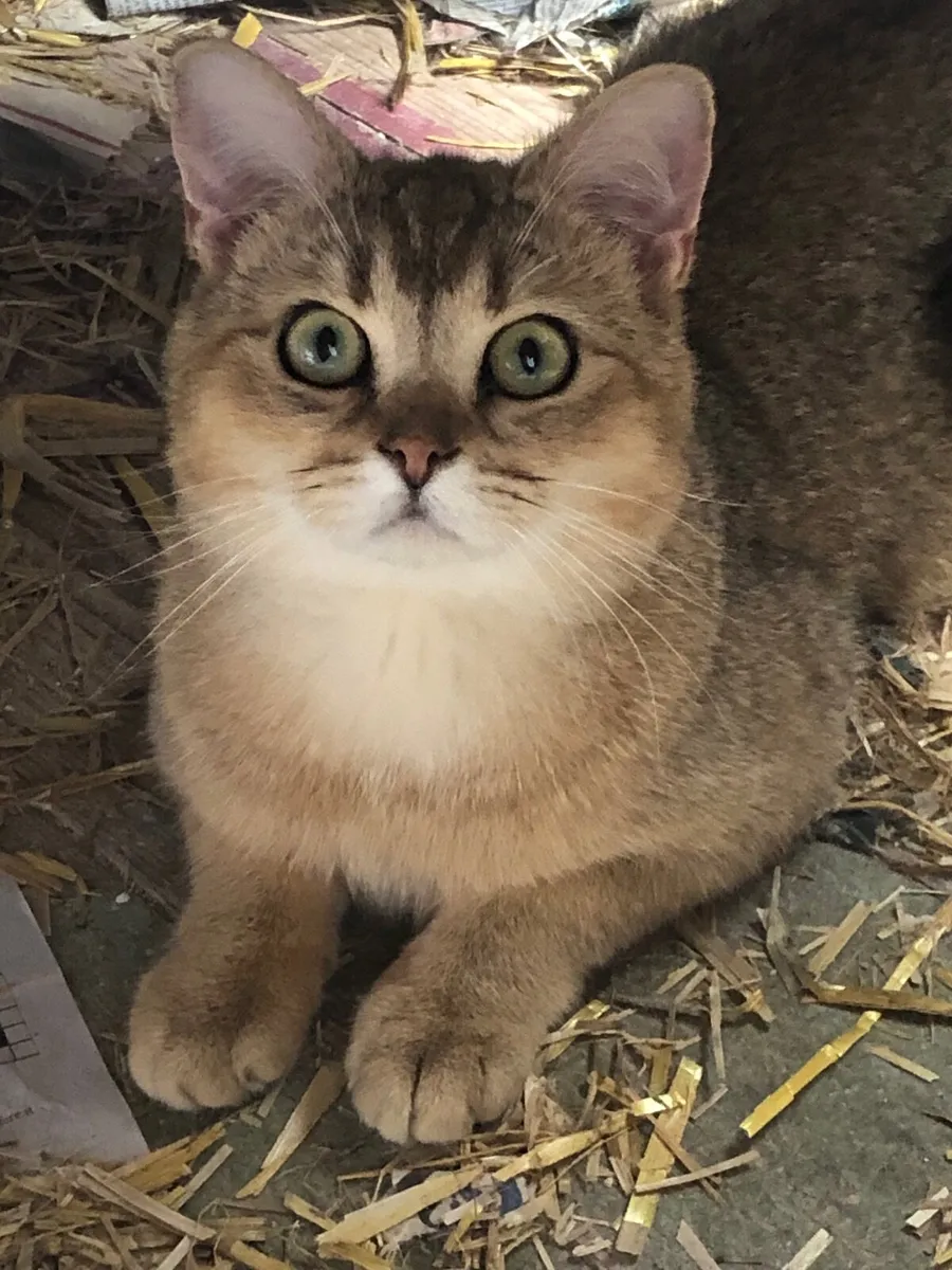 Cat - Image 3