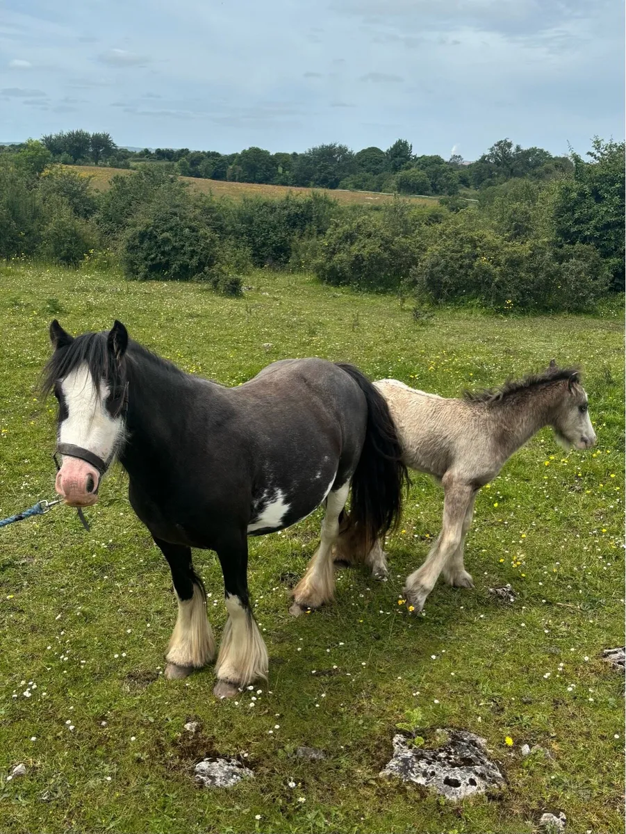 3 year old Mare & Foal - Image 1