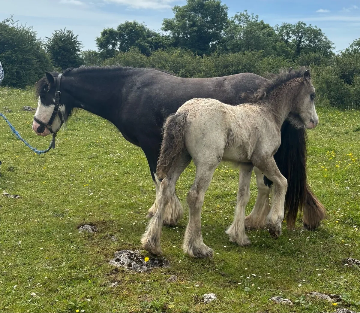 3 year old Mare & Foal - Image 2