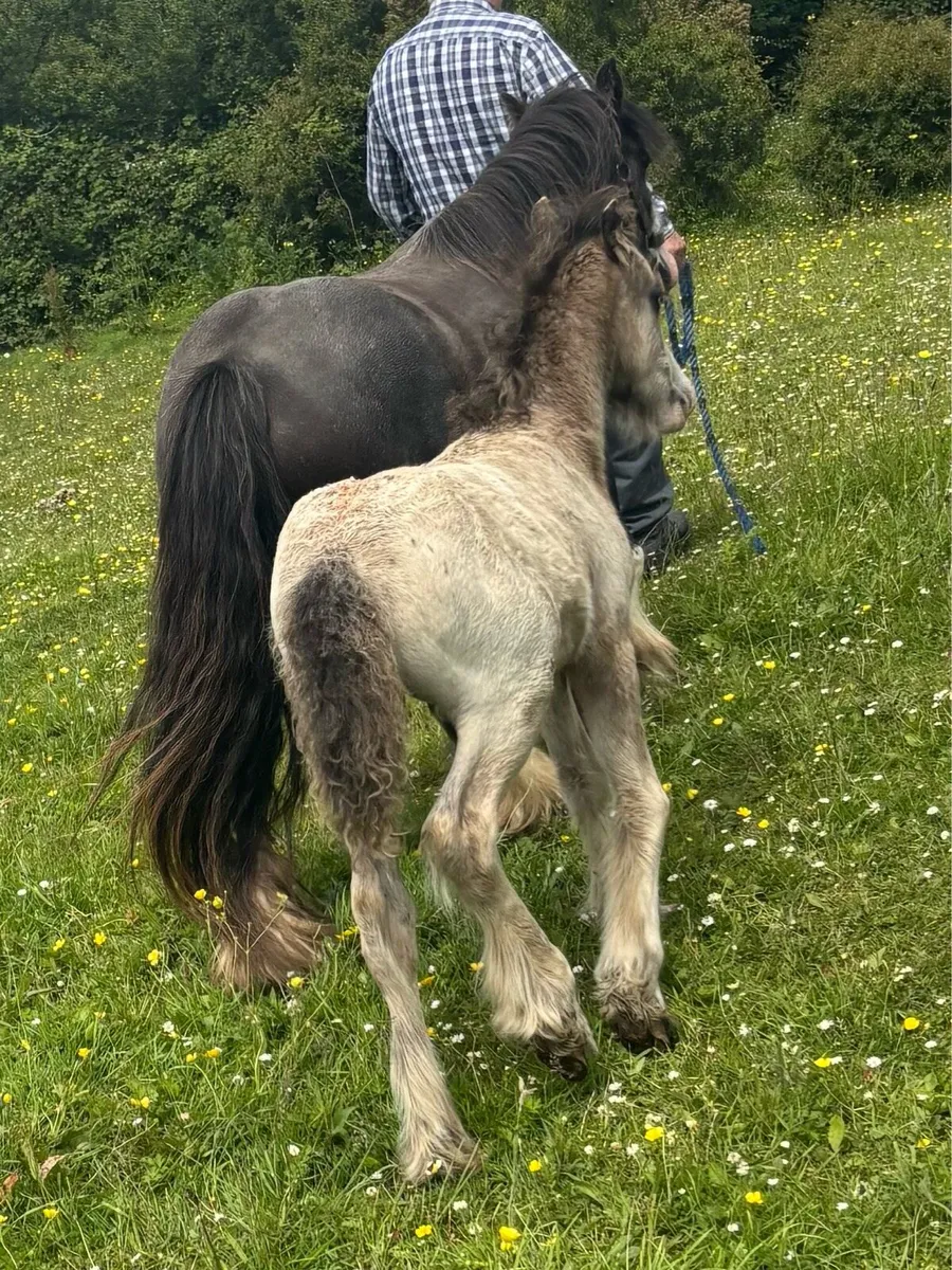 3 year old Mare & Foal - Image 3