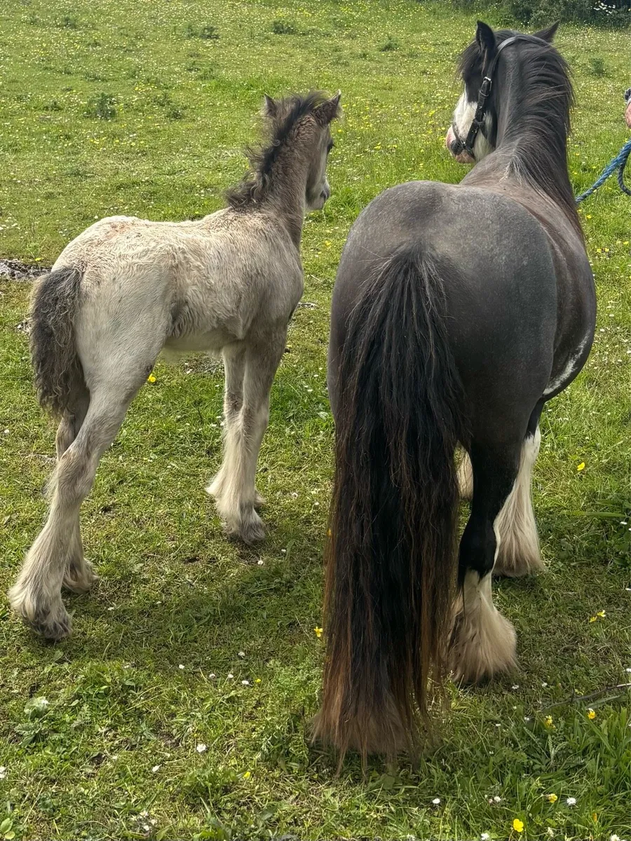 3 year old Mare & Foal - Image 4