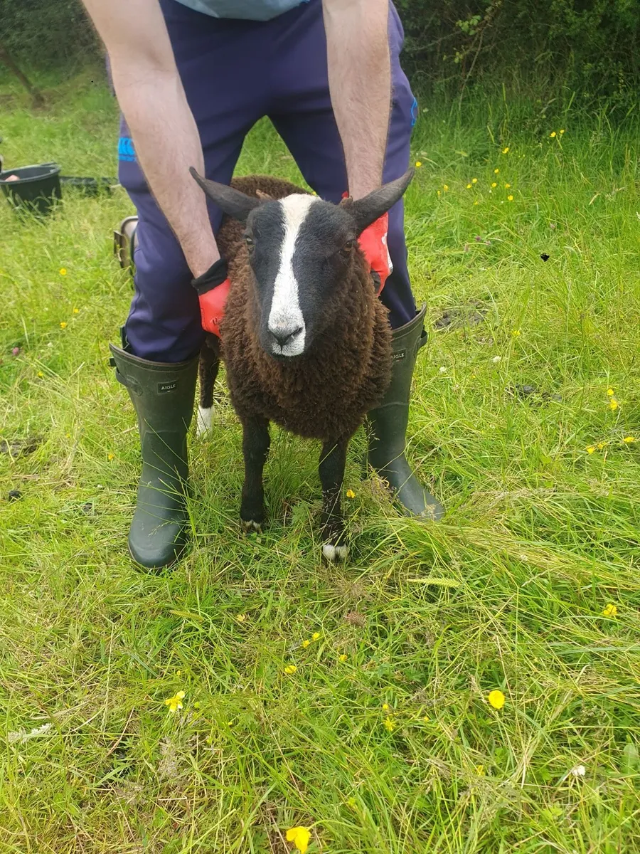 Zwartbles Purebred Ram lambs Born March - Image 1