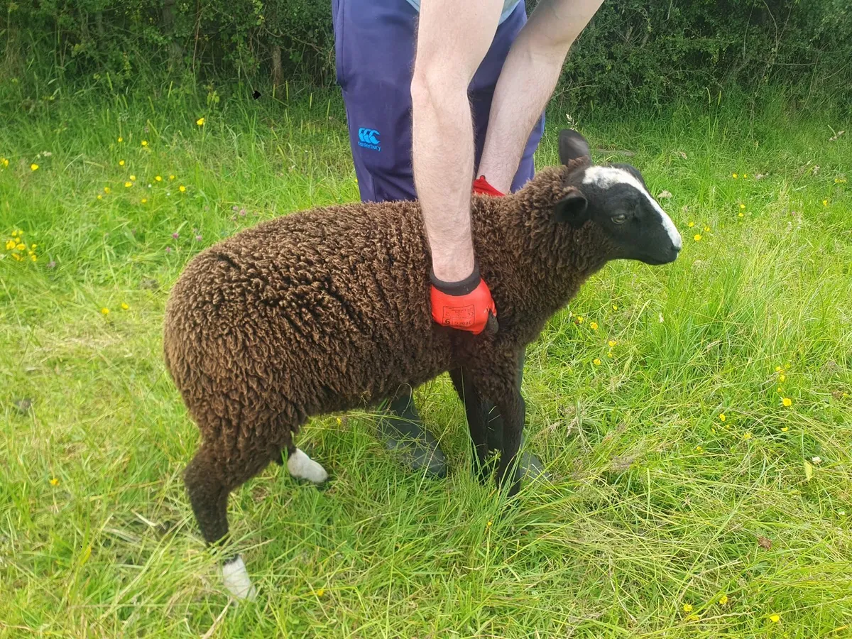 Zwartbles Purebred Ram lambs Born March - Image 4