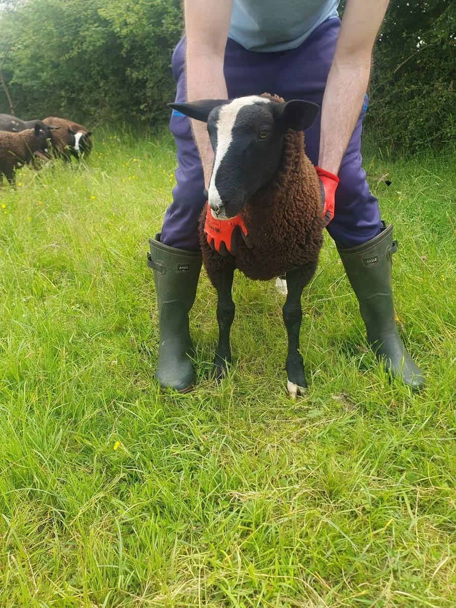 Zwartbles Purebred Ram lambs Born March - Image 2
