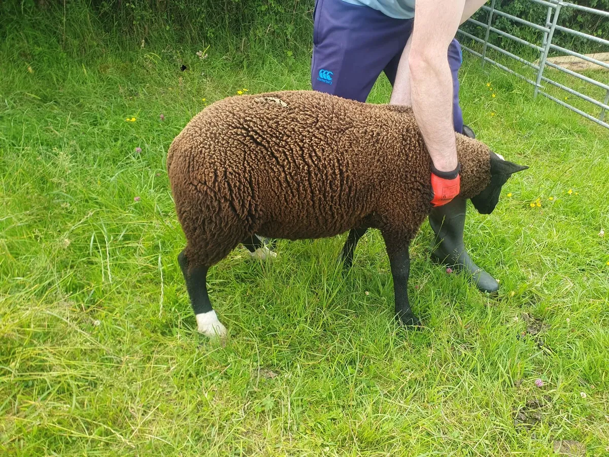 Zwartbles Purebred Ram lambs Born March - Image 3