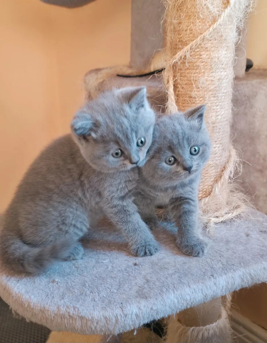 Kittens - Image 2