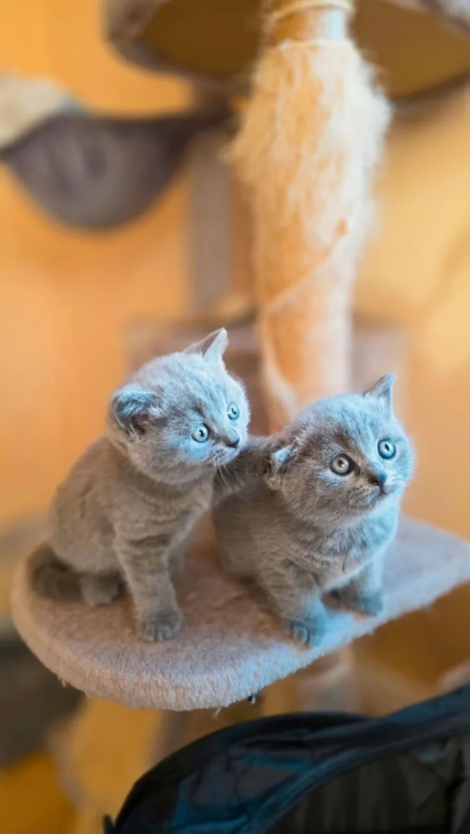 Kittens - Image 3