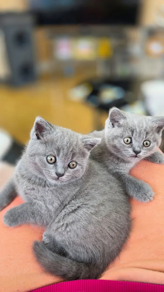 Kittens - Image 1
