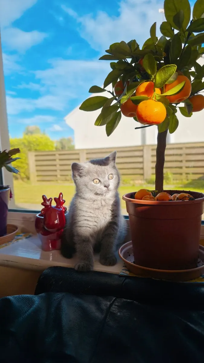 Kittens - Image 2