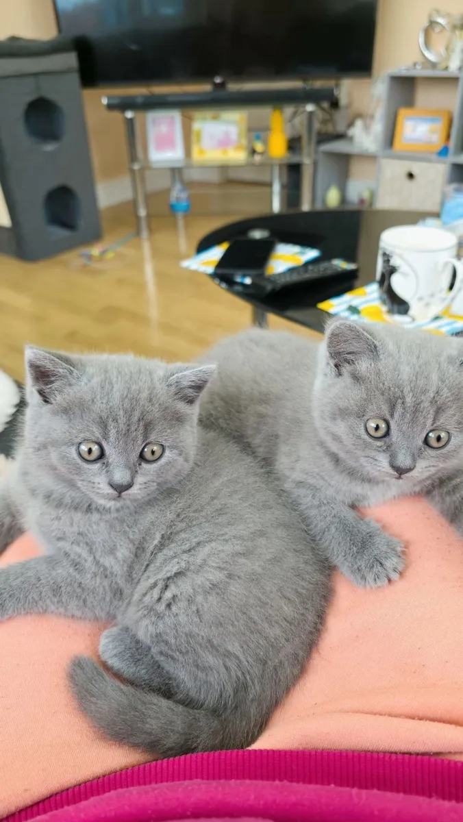 Kittens - Image 3