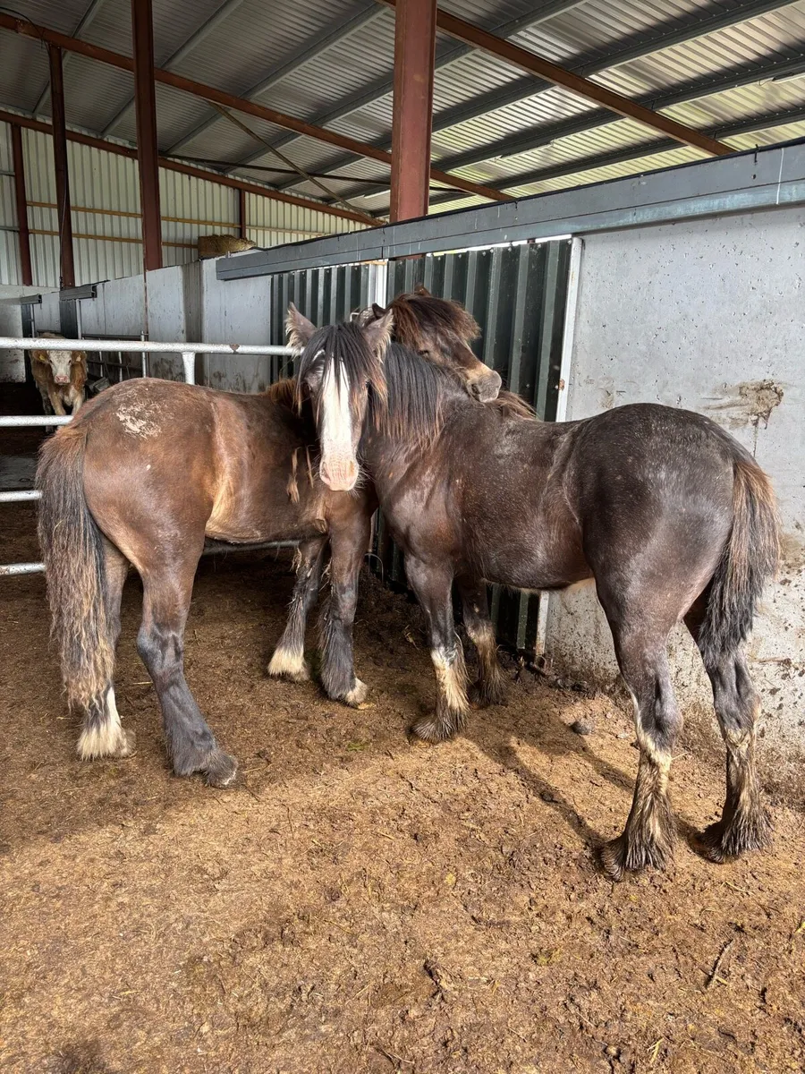 DUN YEARLINGS - Image 1
