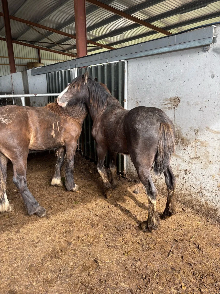 DUN YEARLINGS - Image 2