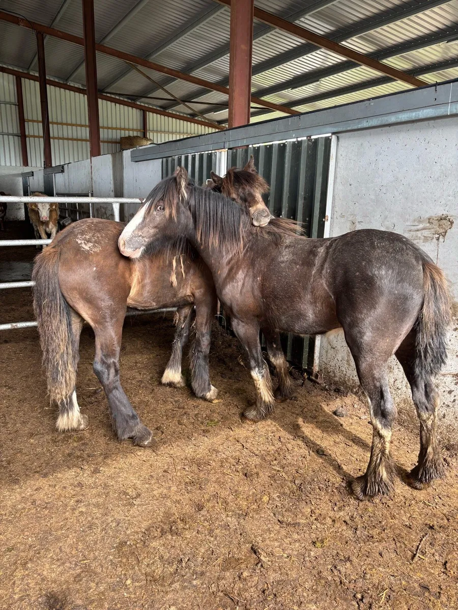 DUN YEARLINGS - Image 4