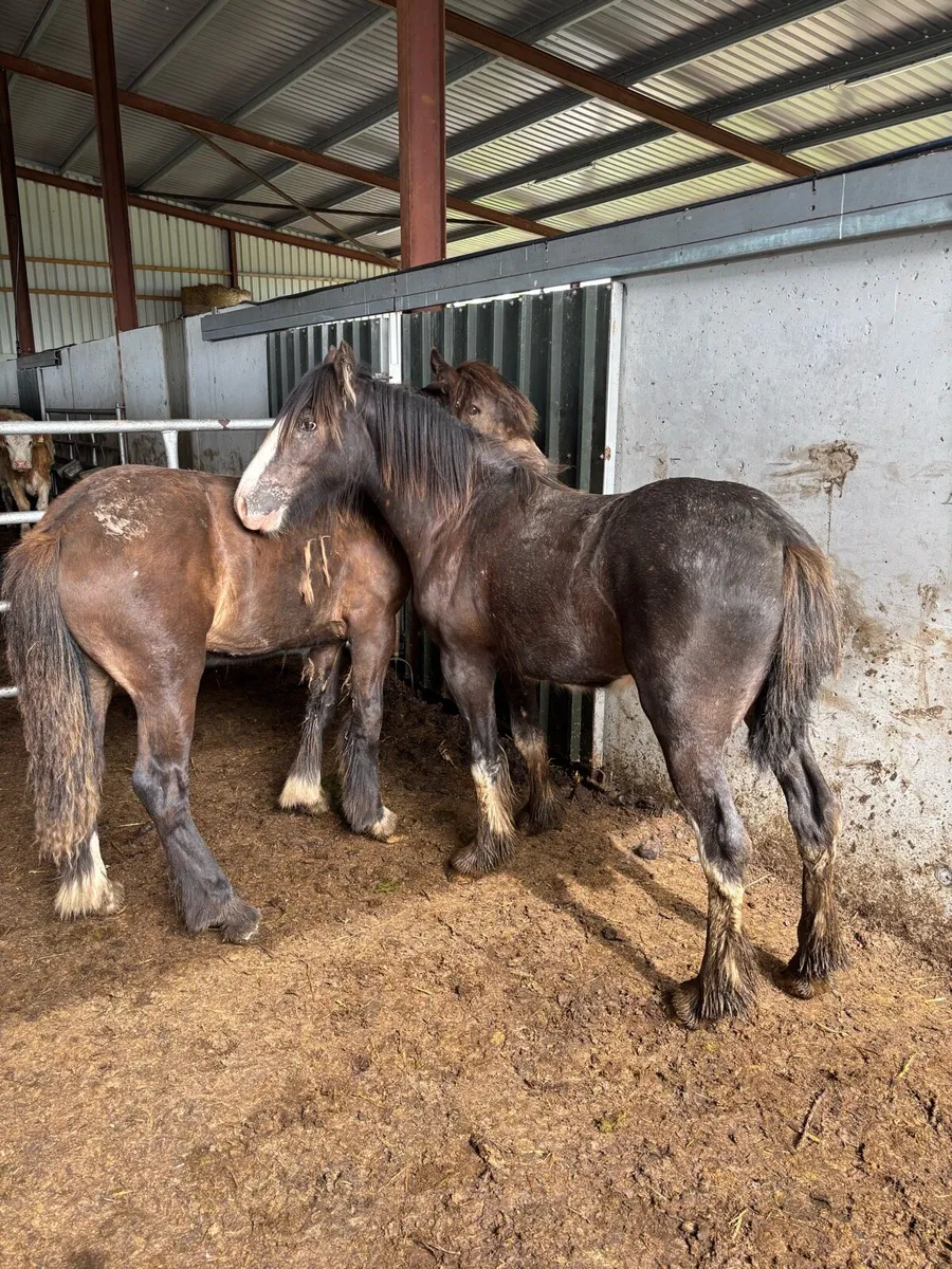 DUN YEARLINGS - Image 3