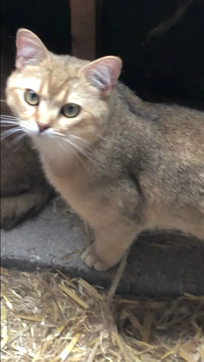 Cat - Image 4
