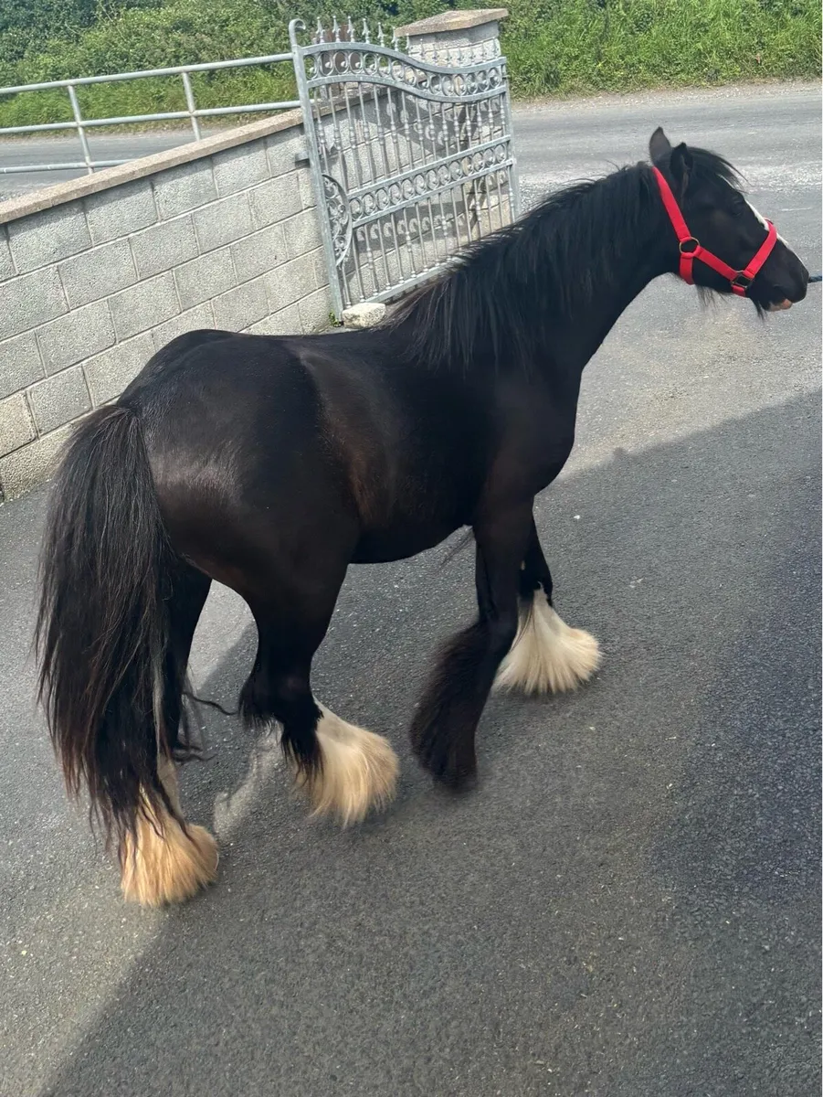 Very good 2 year old filly - Image 2