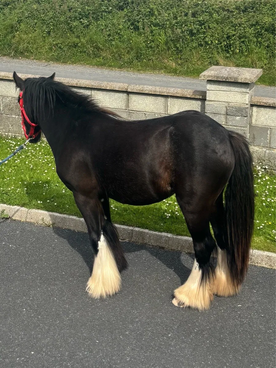 Very good 2 year old filly - Image 3