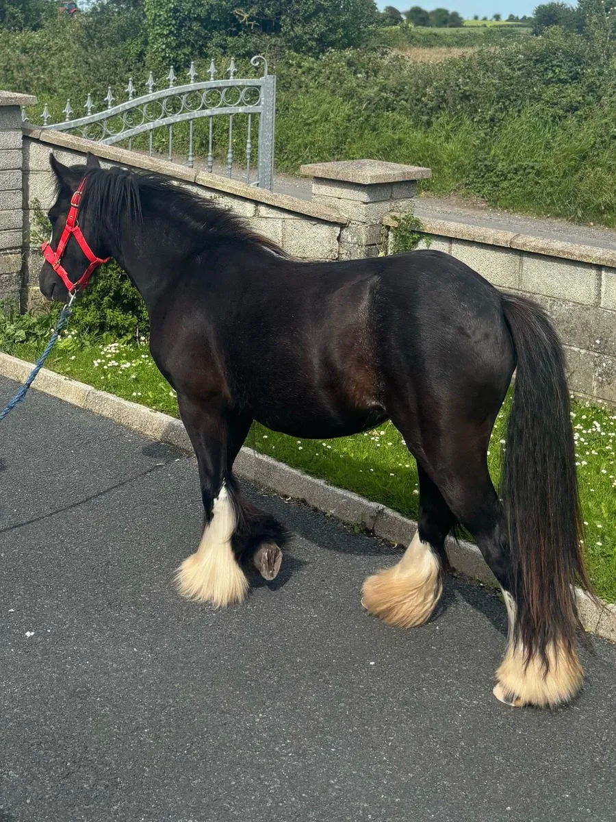 Very good 2 year old filly - Image 1