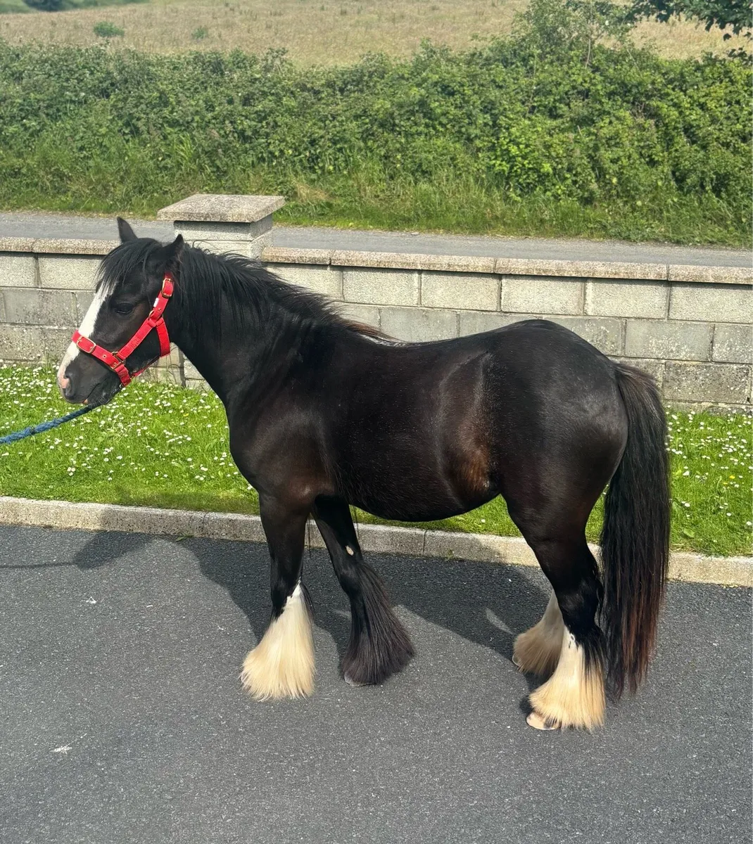 Very good 2 year old filly - Image 4