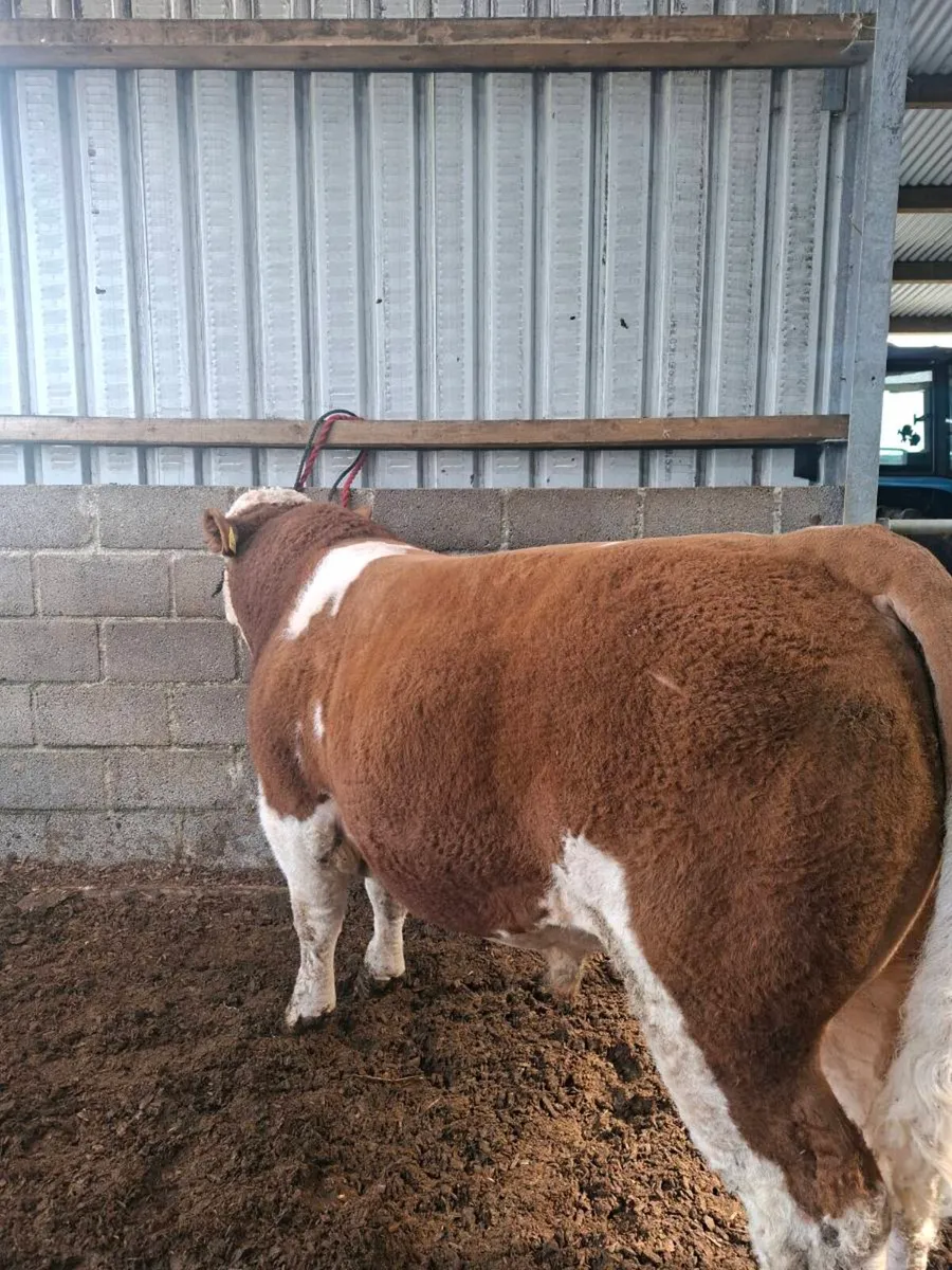 PB Simmental Bull - Image 1