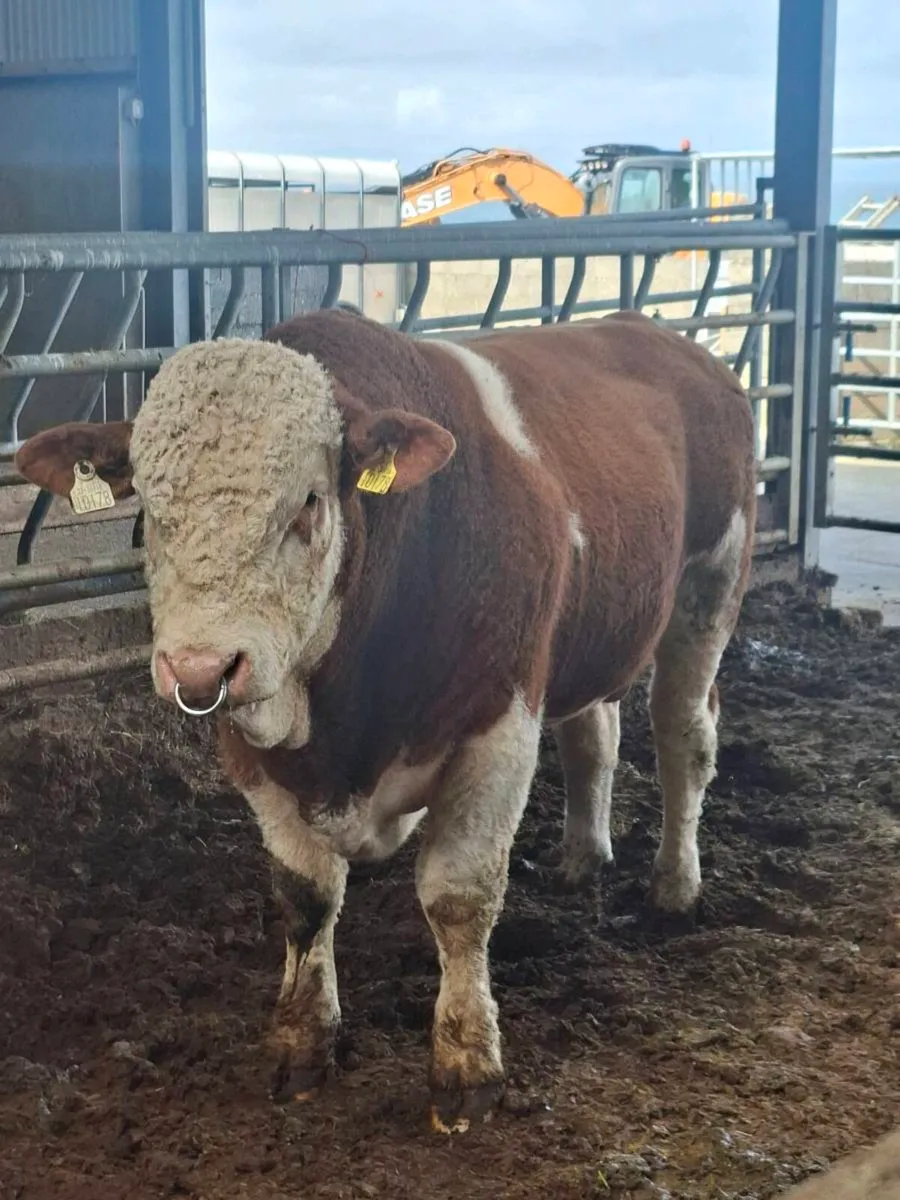 PB Simmental Bull - Image 2