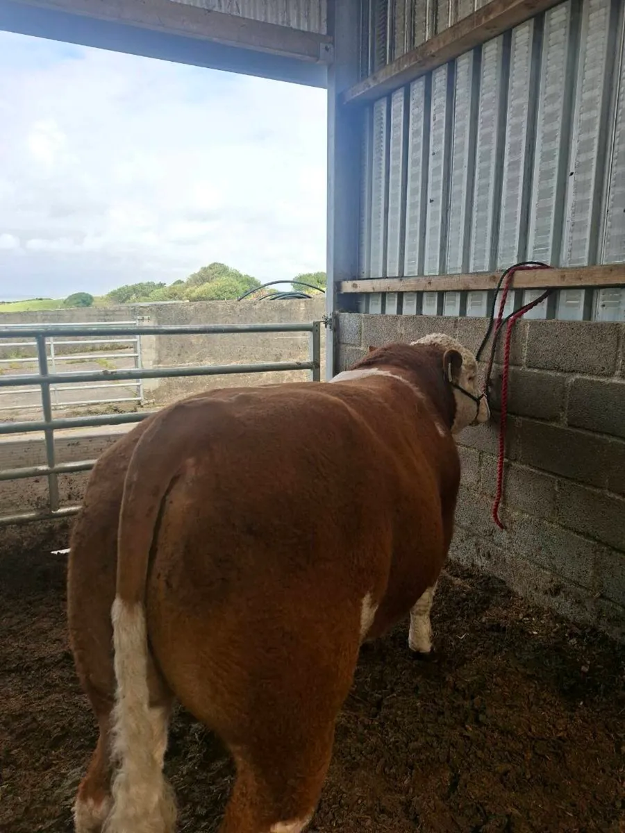 PB Simmental Bull - Image 3