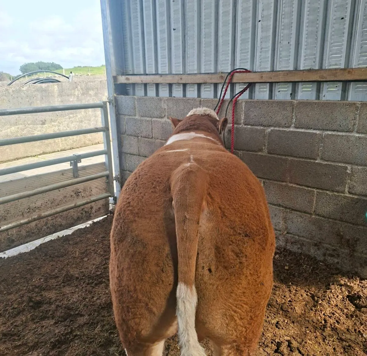 PB Simmental Bull - Image 4