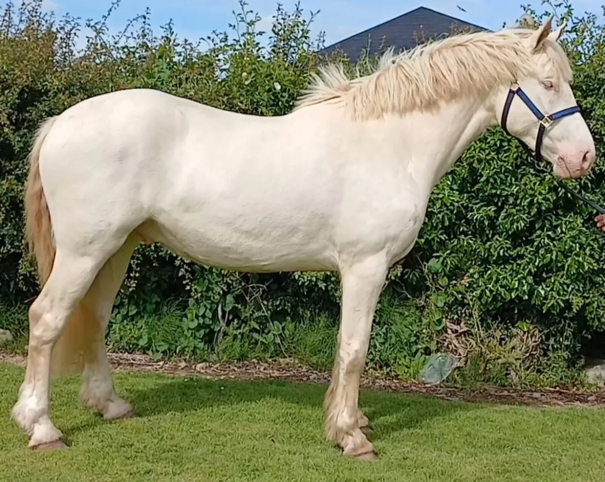 15.2 creme gelding - Image 1