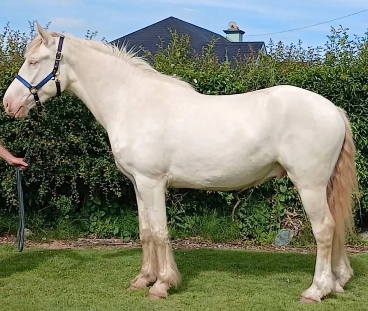 15.2 creme gelding - Image 2