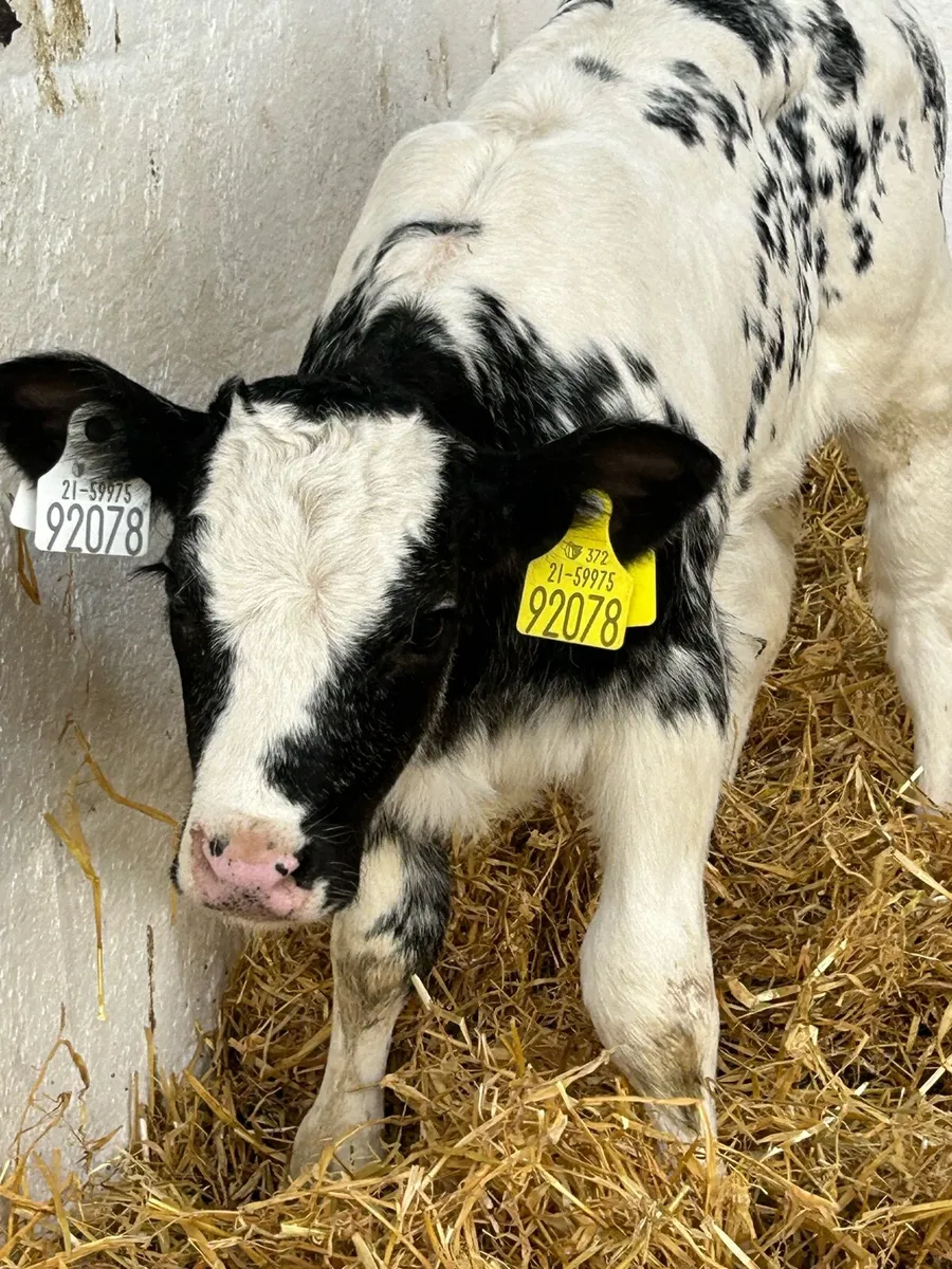 A SERIOUS BB BRED HEIFER CALF - Image 2
