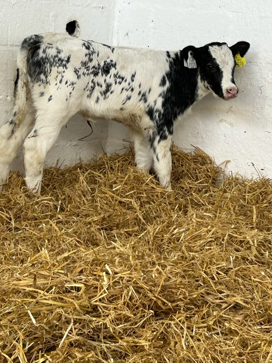 A SERIOUS BB BRED HEIFER CALF - Image 3