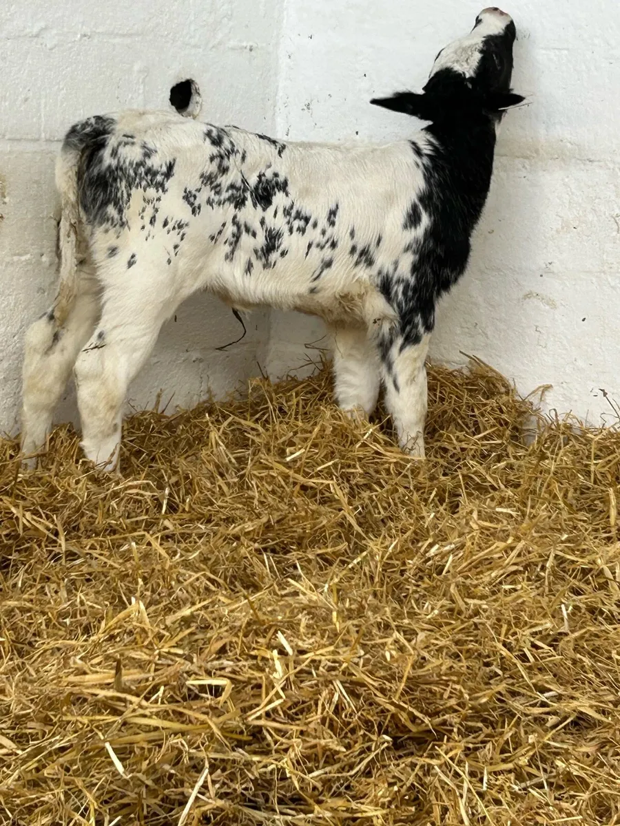 A SERIOUS BB BRED HEIFER CALF - Image 4