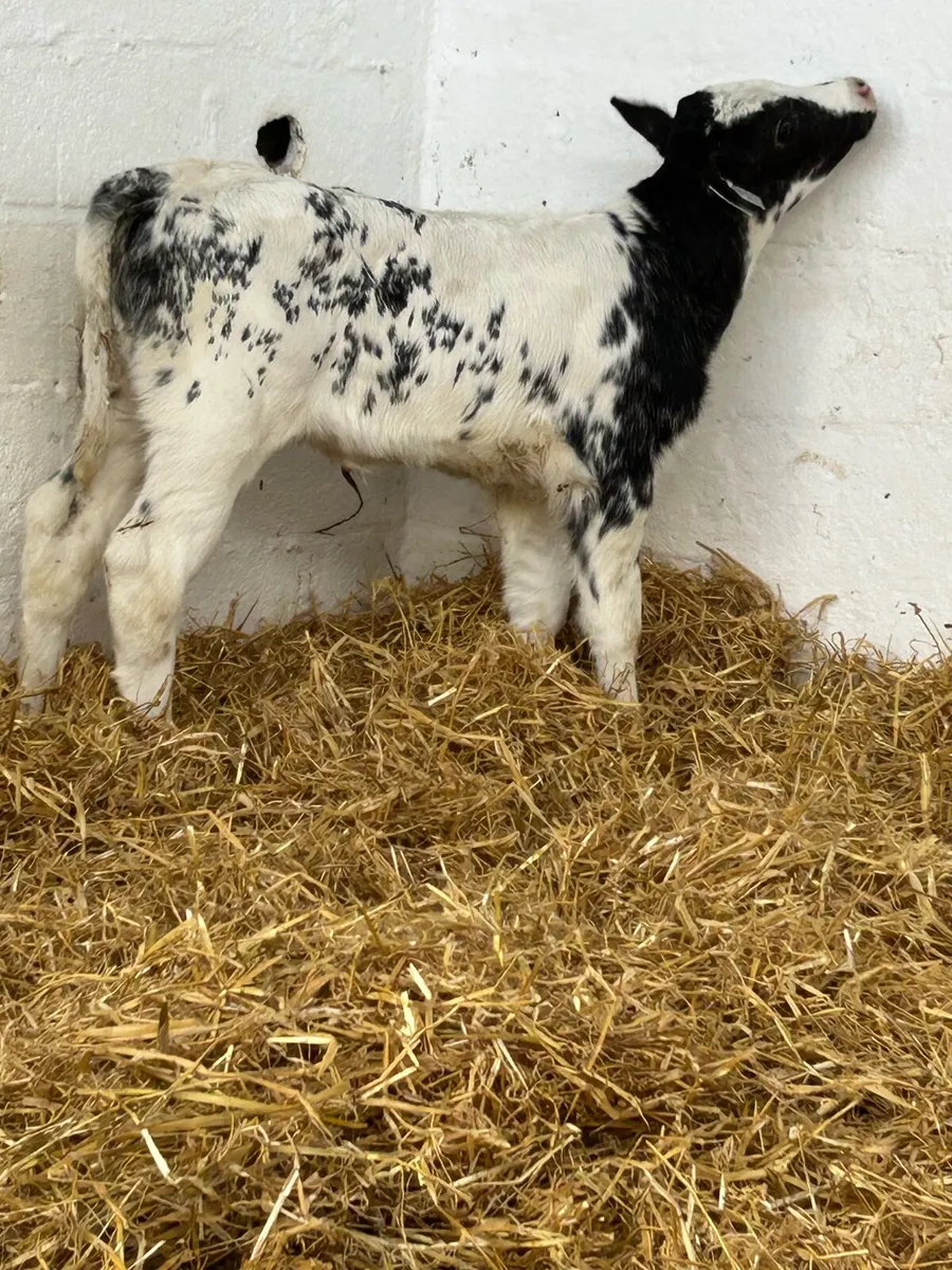 A SERIOUS BB BRED HEIFER CALF - Image 1