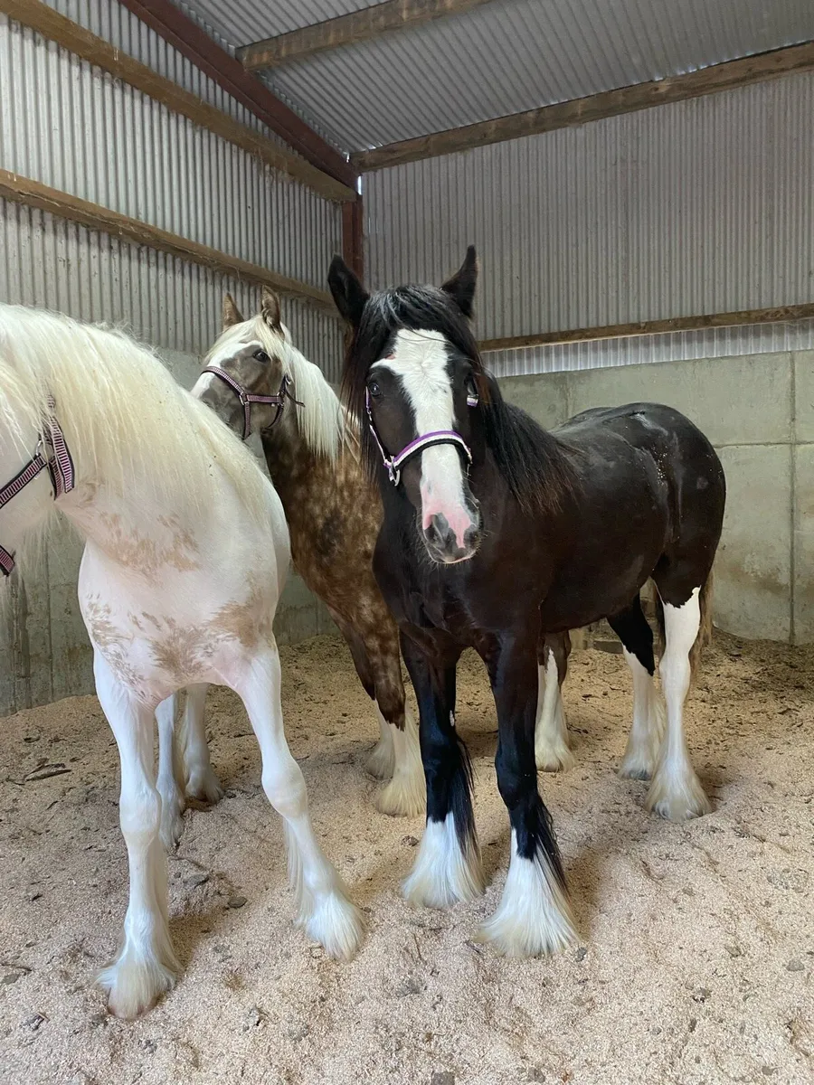 3 top class filly’s - Image 1