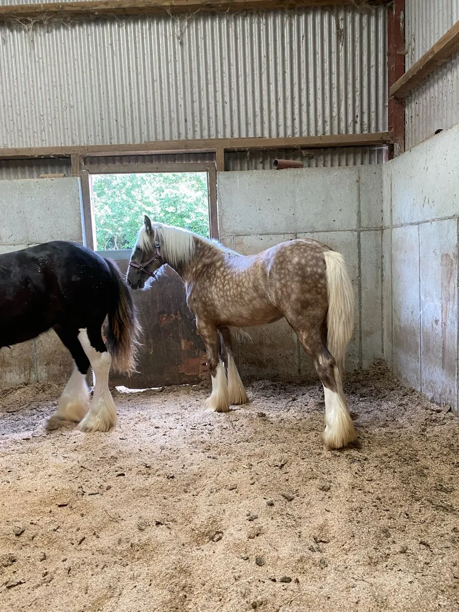 3 top class filly’s - Image 2