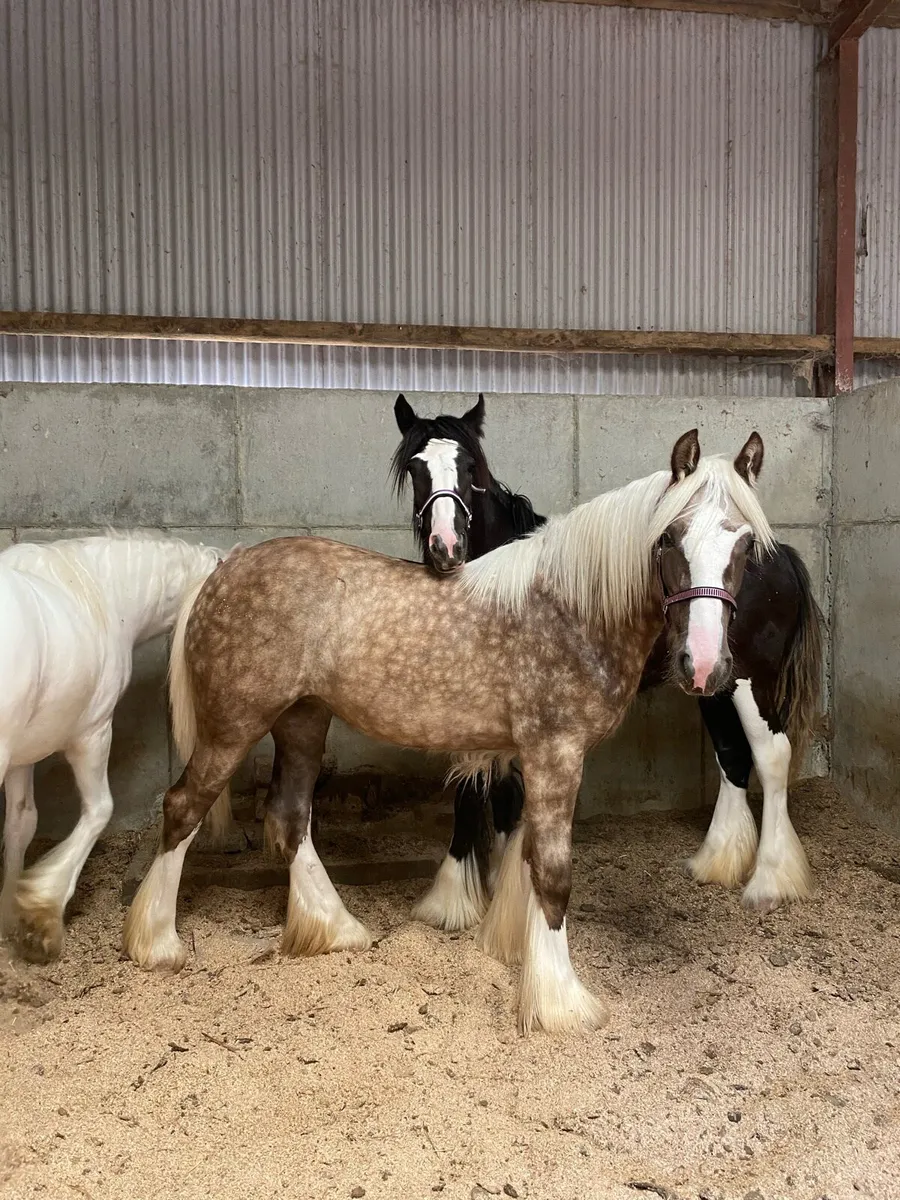 3 top class filly’s - Image 4