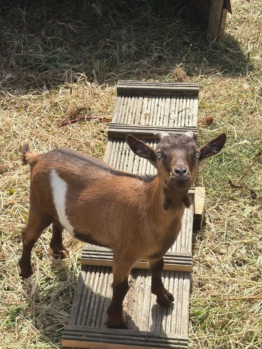 Pygmy goats - Image 2
