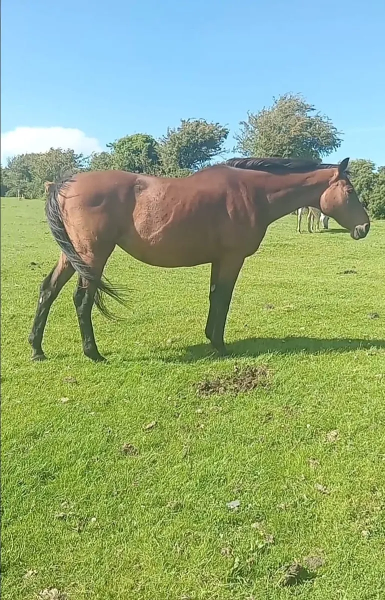 Broodmare - Image 1
