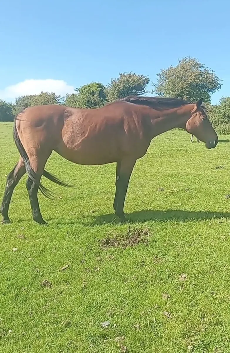 Broodmare - Image 2