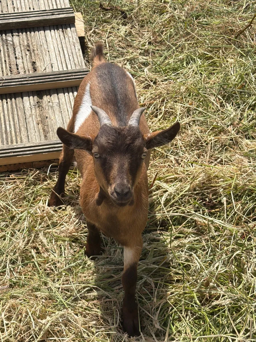 Pygmy goats - Image 3