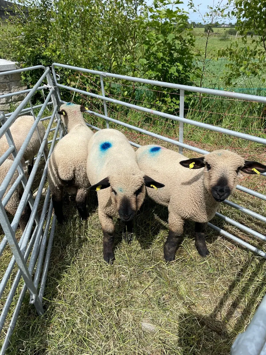 PBNR Hampshire Ram lambs - Image 1