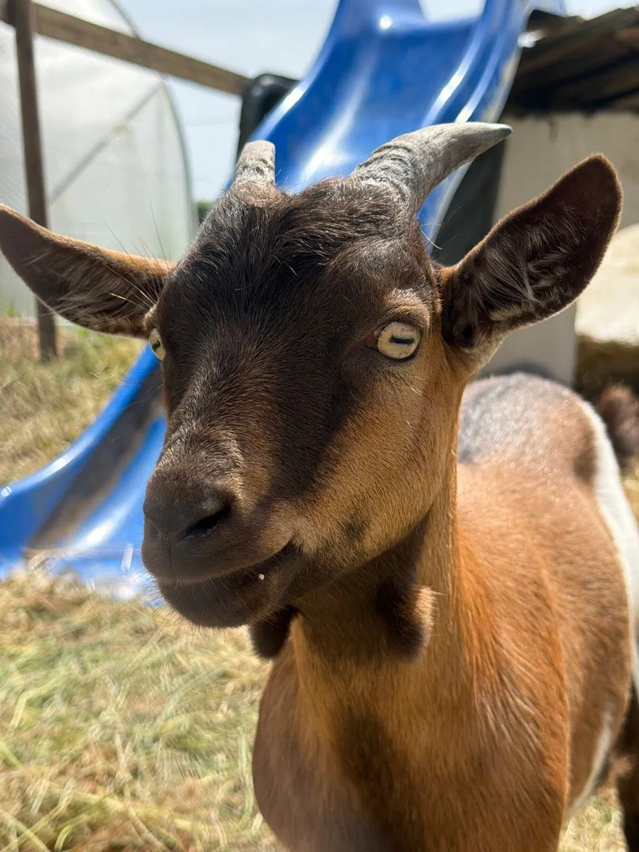 Pygmy goats - Image 1