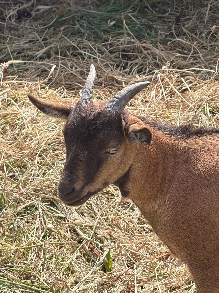 Pygmy goats - Image 4