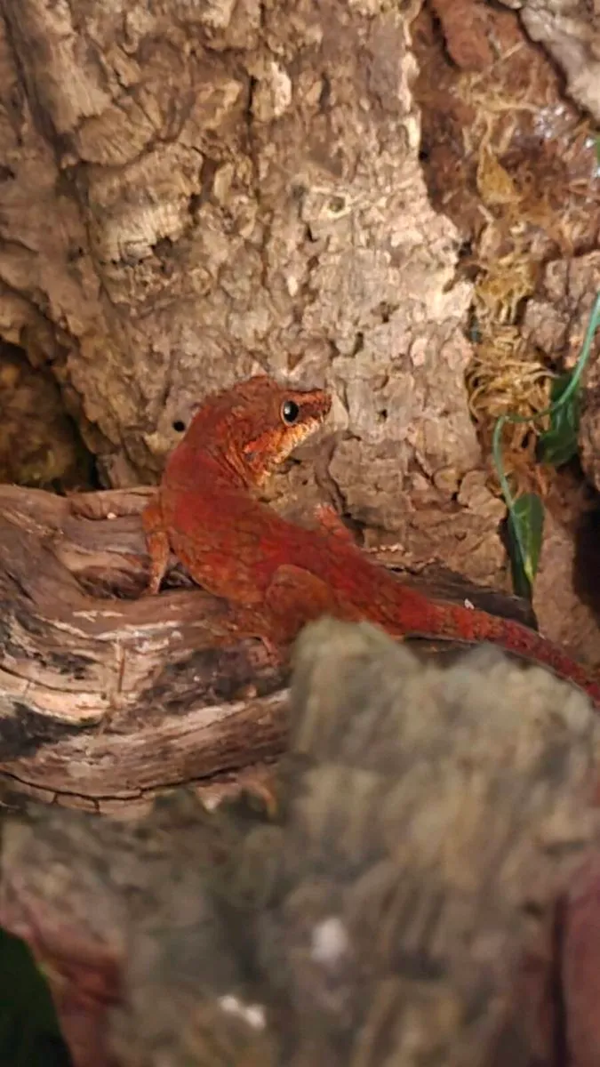 Red Gargoyle gecko sub adult male - Image 1