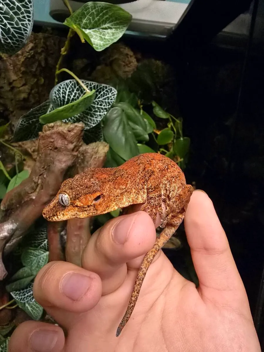 Red Gargoyle gecko sub adult male - Image 2