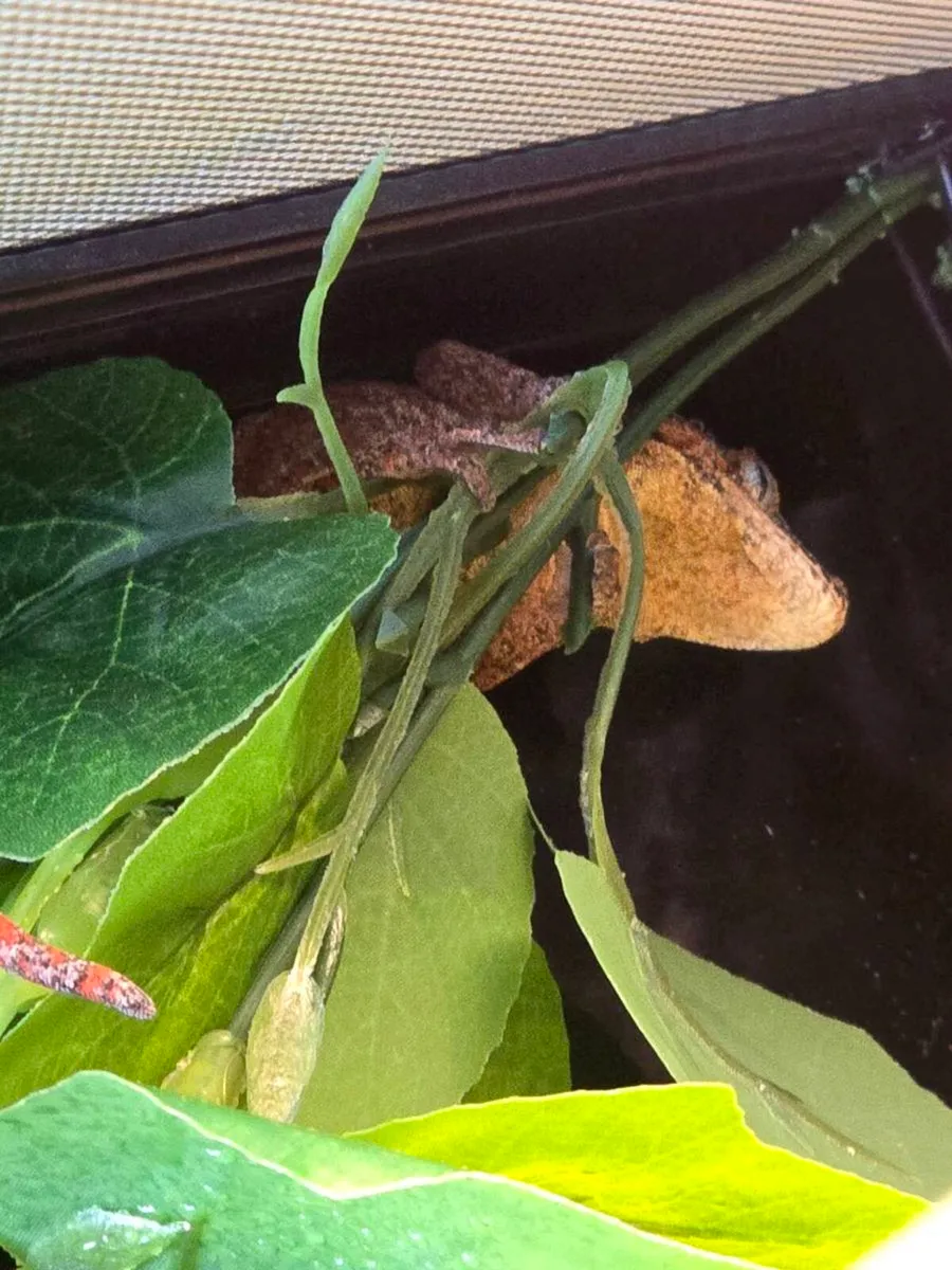 Red Gargoyle gecko sub adult male - Image 3