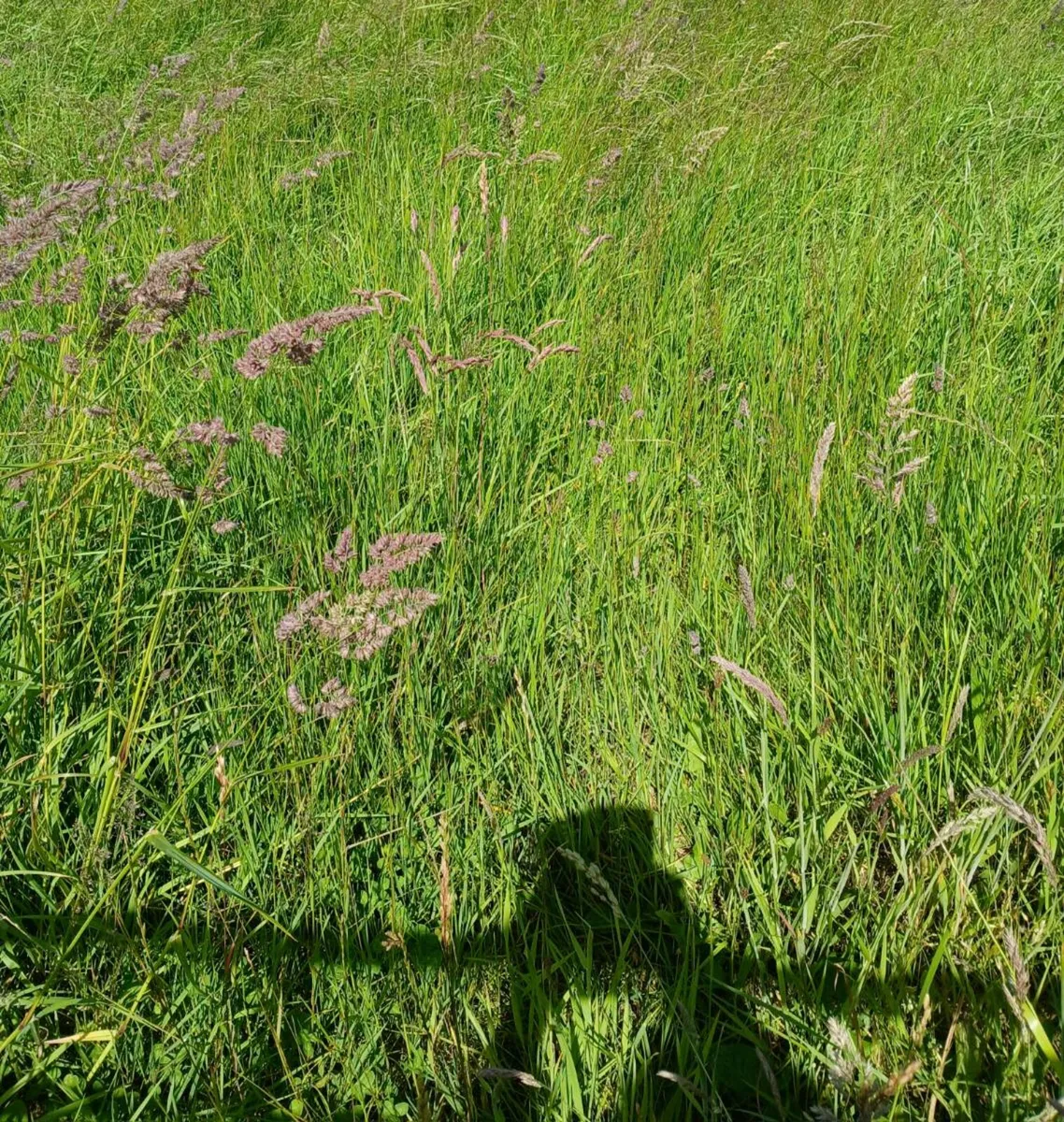 Silage