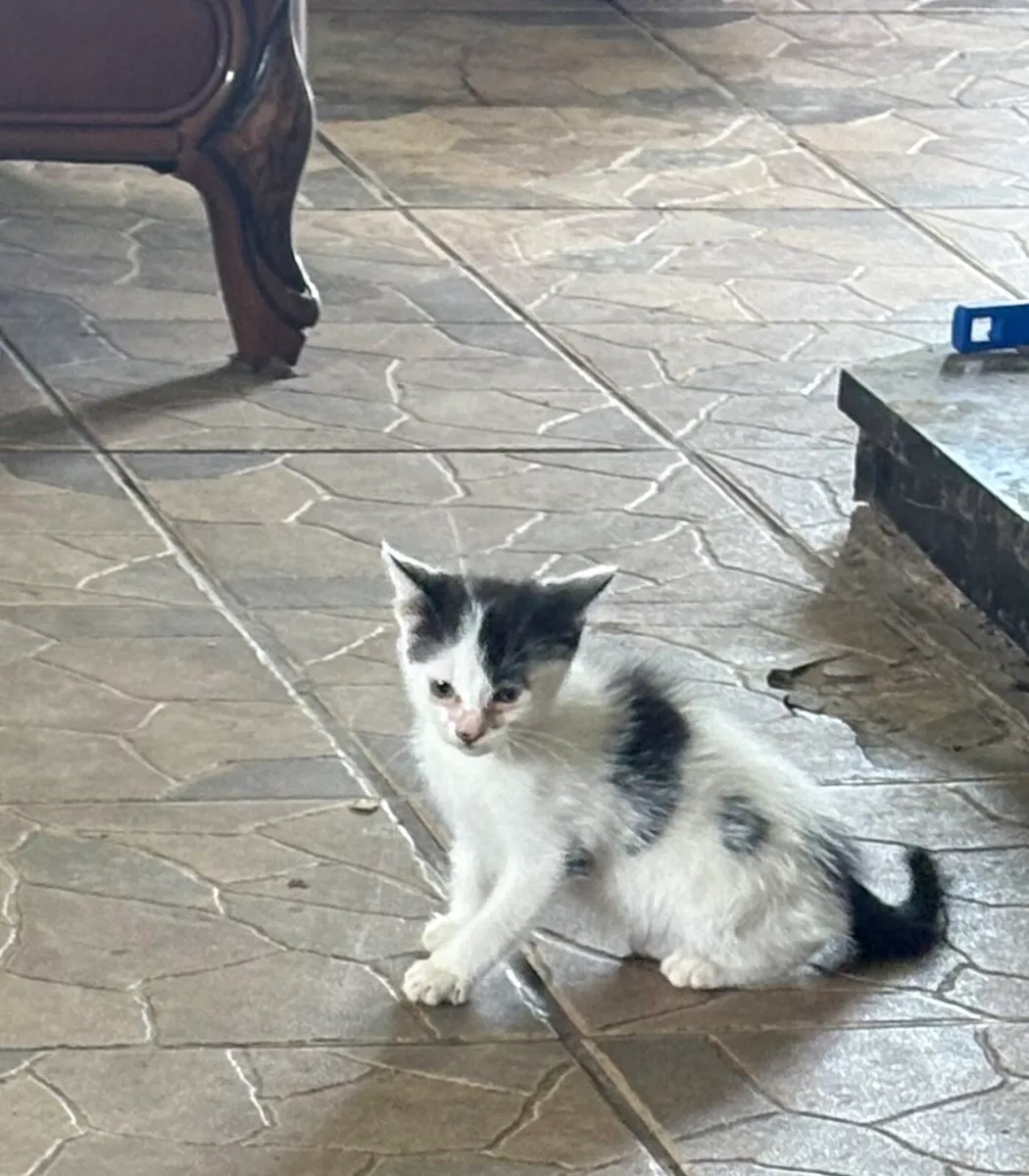 Kitten