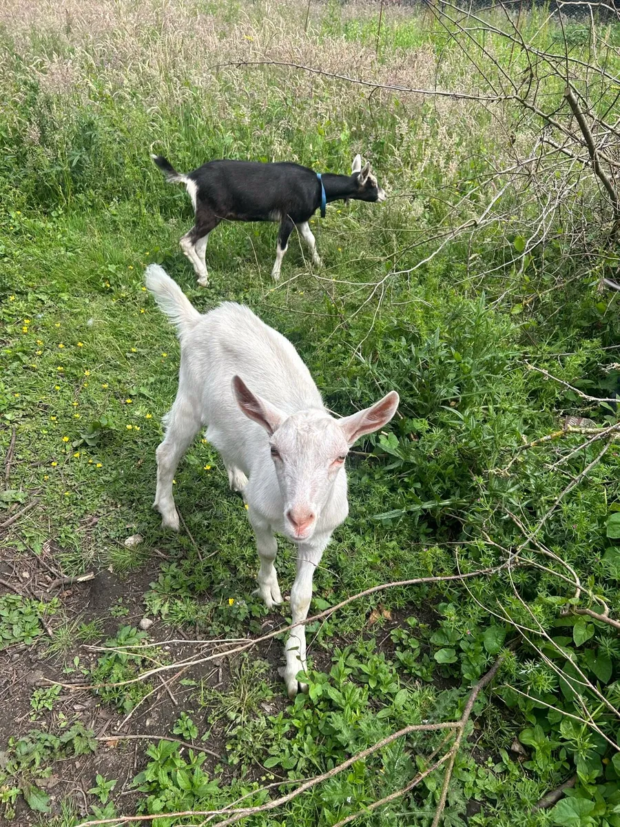 Goats - Image 1